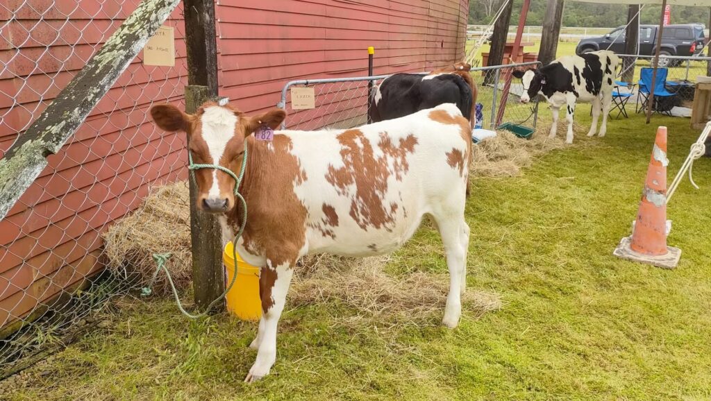 Cattle at the Westland A & P Show