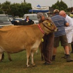 Cow at Westland A & P Show in Hokitika