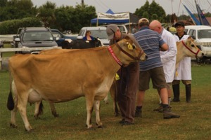 Cow at Westland A & P Show in Hokitika
